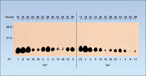 Génétique moléculaire du rythme biologique chez « Neurospora » - crédits : Encyclopædia Universalis France