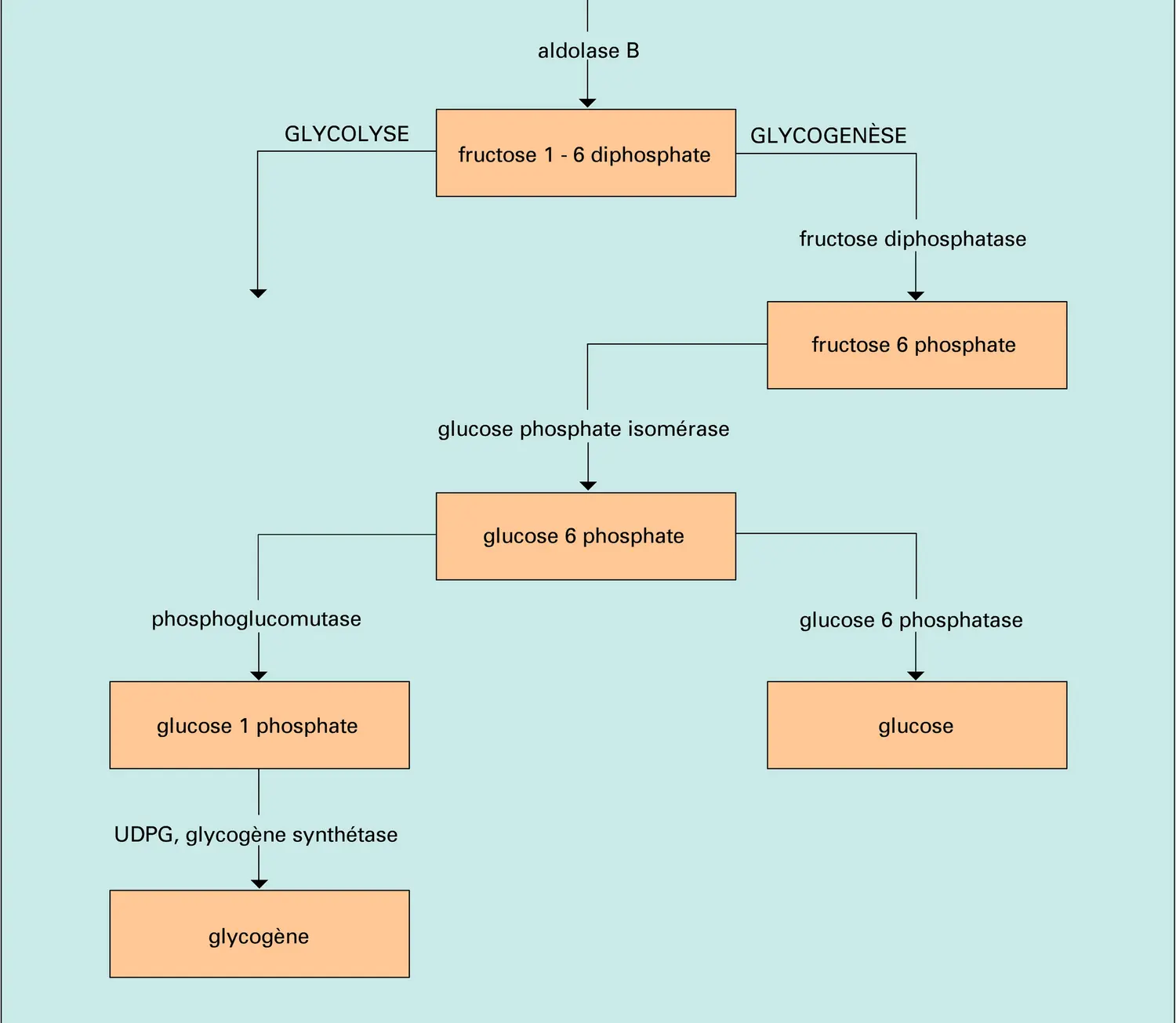 Métabolisme du fructose dans le foie - vue 2