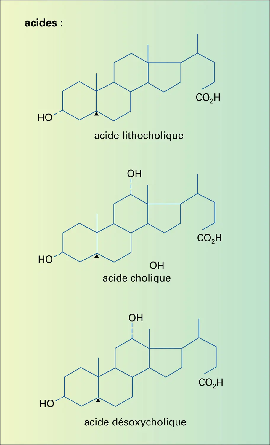 Alcools, acides, sels biliaires - vue 2