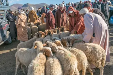 Marché aux moutons, Maroc - crédits : David Bathgate/ Corbis/ Getty Images