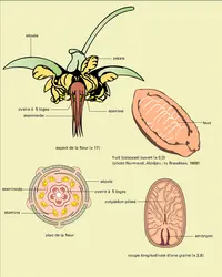 Cacaoyer : fleur, fruit et graine - crédits : Encyclopædia Universalis France