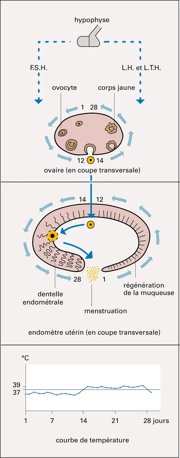 Cycle génital féminin