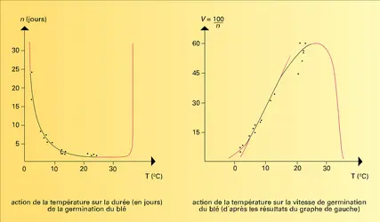 Végétaux : température sur le développement - crédits : Encyclopædia Universalis France