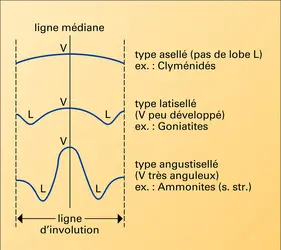 Suture embryonnaire - crédits : Encyclopædia Universalis France