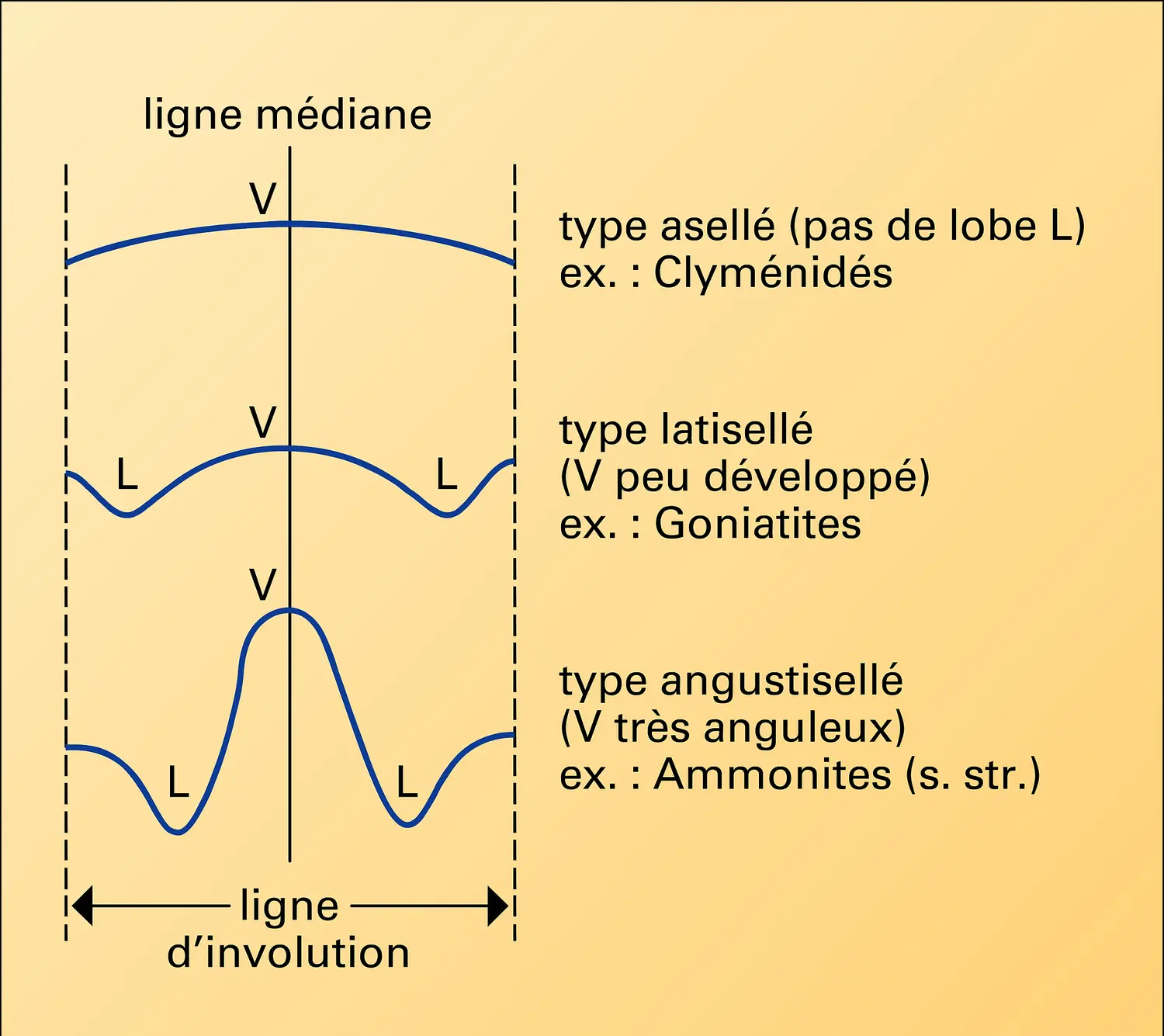 Suture embryonnaire