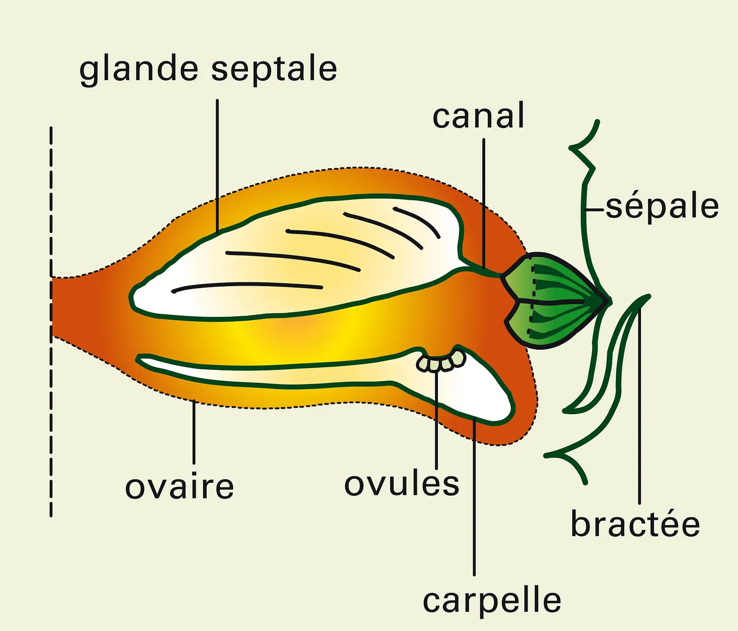 Ananas comosus : fruit