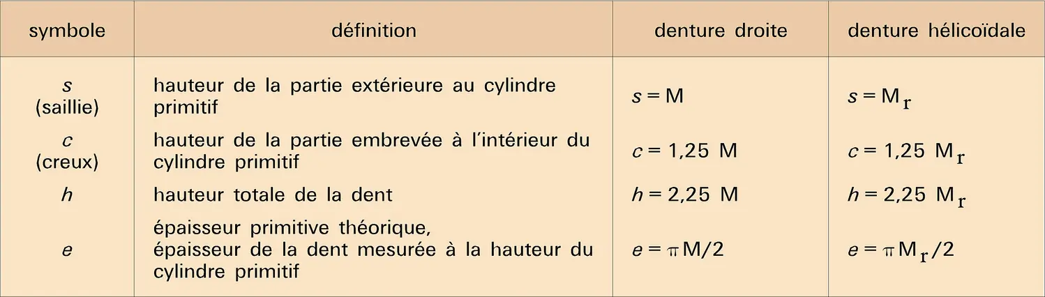 Proportions de dentures normales