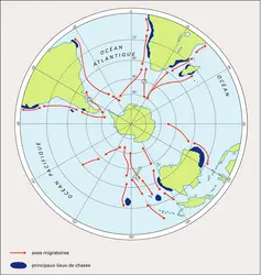 Mégaptères - crédits : Encyclopædia Universalis France