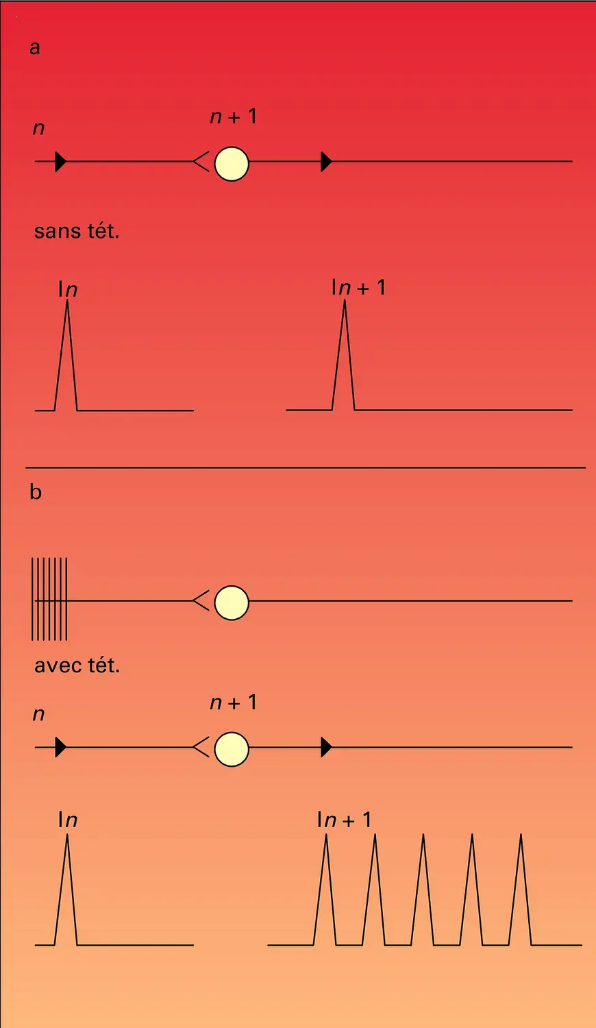 Potentiation post-tétanique