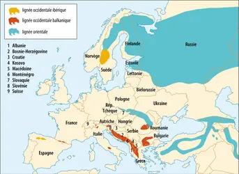Localisation des ours bruns en Europe - crédits : Encyclopædia Universalis France