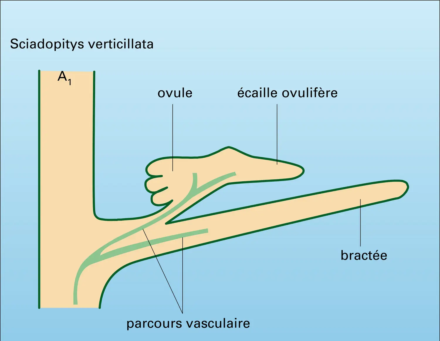 Structure du cône femelle - vue 1