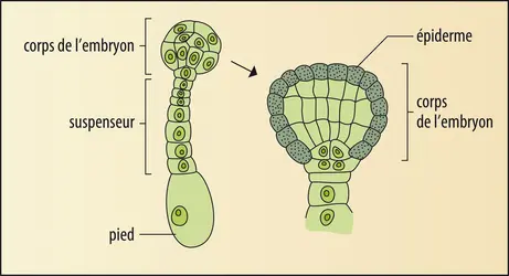 Embryon d’une plante - crédits : Encyclopædia Universalis France