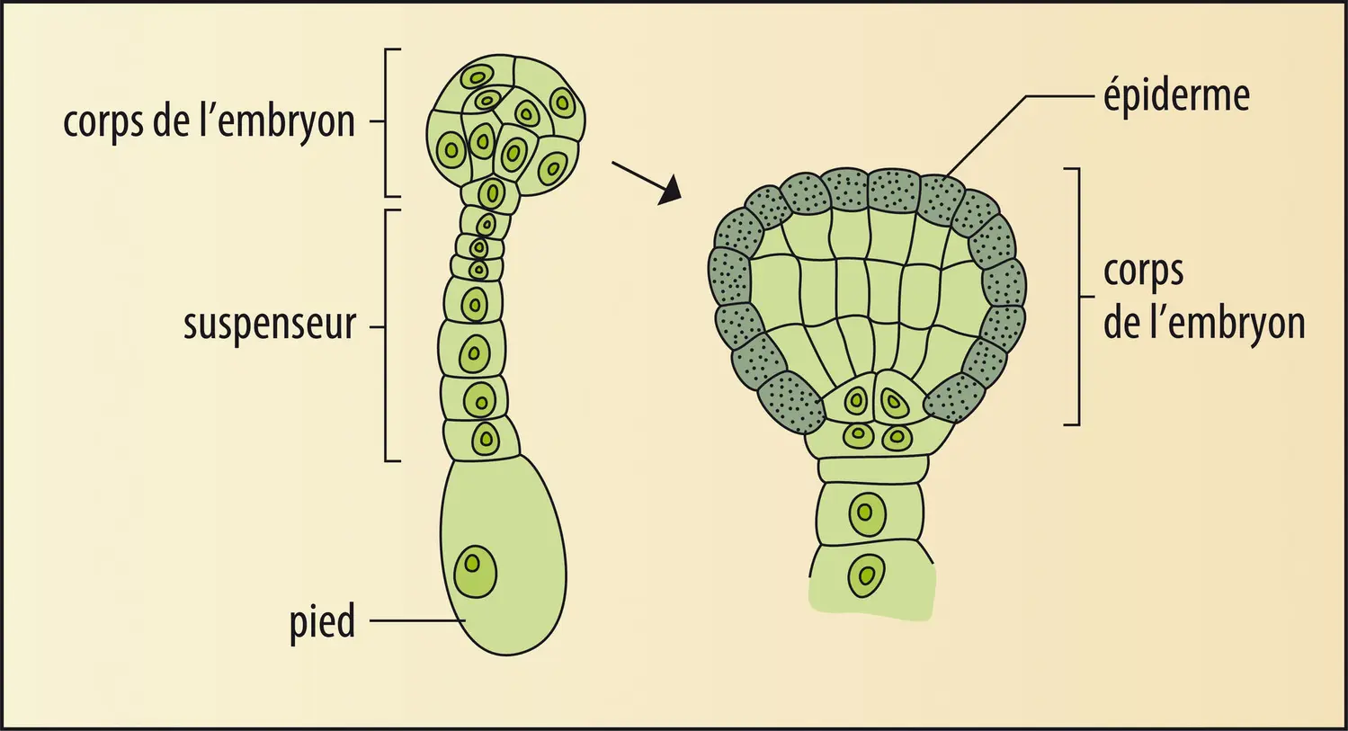 Embryon d’une plante