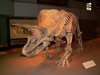 Squelette de <it>Triceratops</it> - crédits : E. Buffetaut