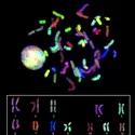 Caryotype humain - crédits : National Human Genome Research Institute