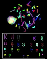 Caryotype humain - crédits : National Human Genome Research Institute