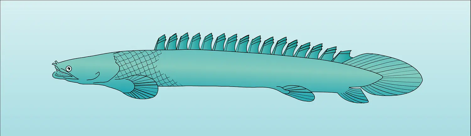 Polypterus