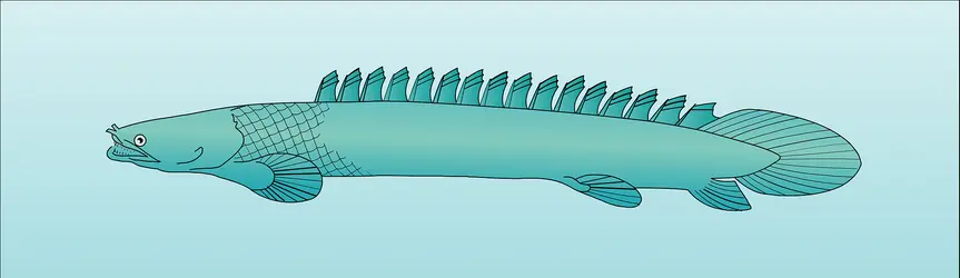 Polypterus - crédits : Encyclopædia Universalis France