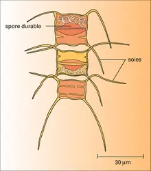 Chaetoceros diadema - crédits : Encyclopædia Universalis France