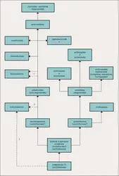 Métazoaires : arbre généalogique - crédits : Encyclopædia Universalis France