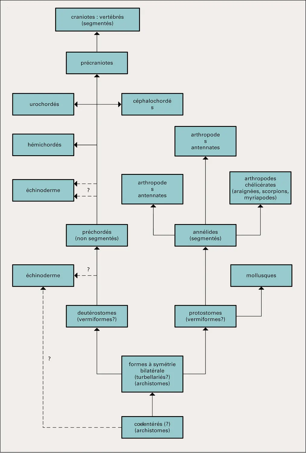 Métazoaires : arbre généalogique