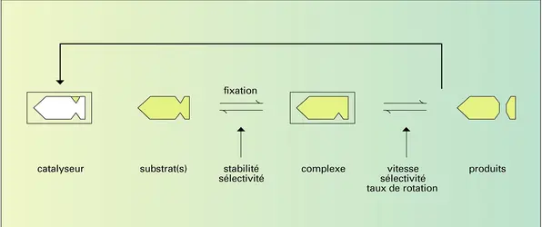 Catalyse supramoléculaire - crédits : Encyclopædia Universalis France