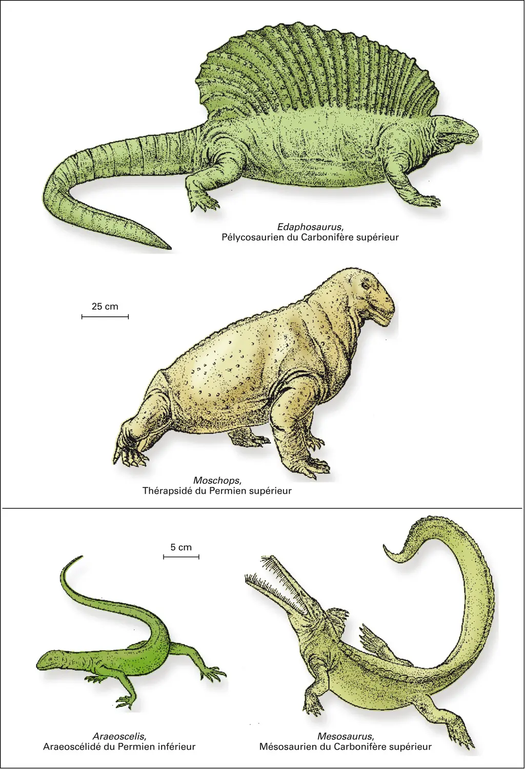 Paléozoïque : reptiles