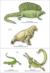Paléozoïque : reptiles - crédits : Encyclopædia Universalis France