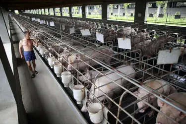 Élevage de porcs en Chine - crédits : Qilai Shen/ Bloomberg/ Getty Images