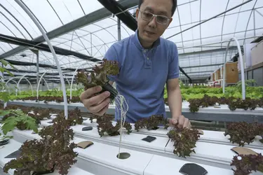 Cultures hydroponiques - crédits : Jonathan Wong/ South China Morning Post/ Getty Images