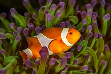 Poisson-clown à trois bandes - crédits : Westend61/ Getty Images