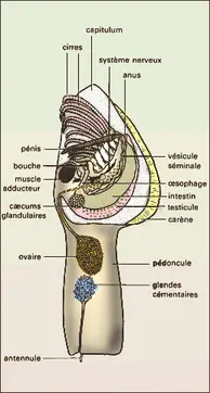 Cirripèdes : anatife