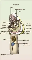 Cirripèdes : anatife - crédits : Encyclopædia Universalis France