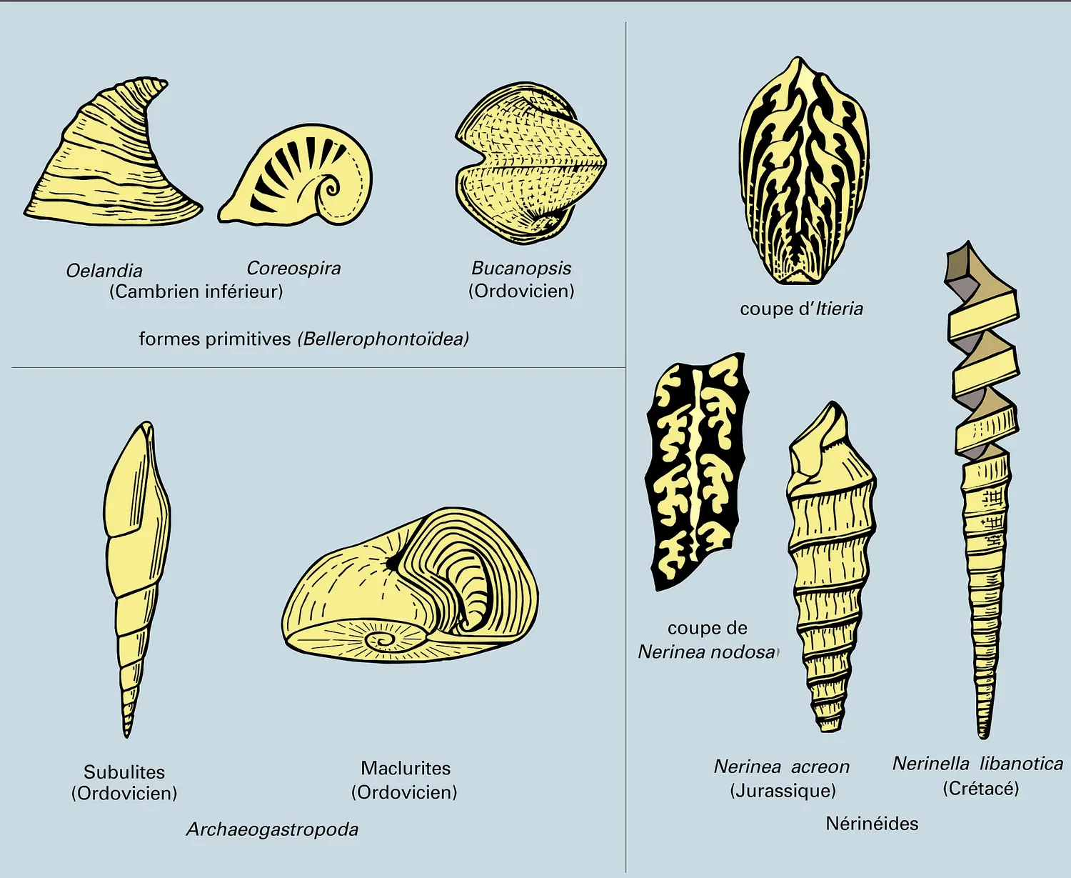 Gastéropodes fossiles