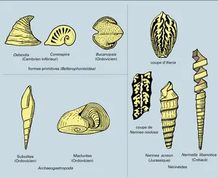 Gastéropodes fossiles - crédits : Encyclopædia Universalis France