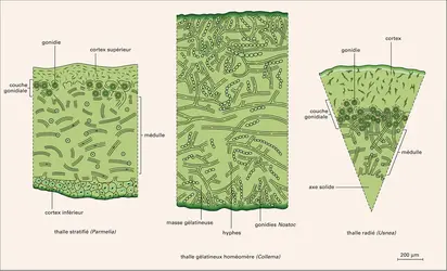 Thalles : structure - crédits : Encyclopædia Universalis France