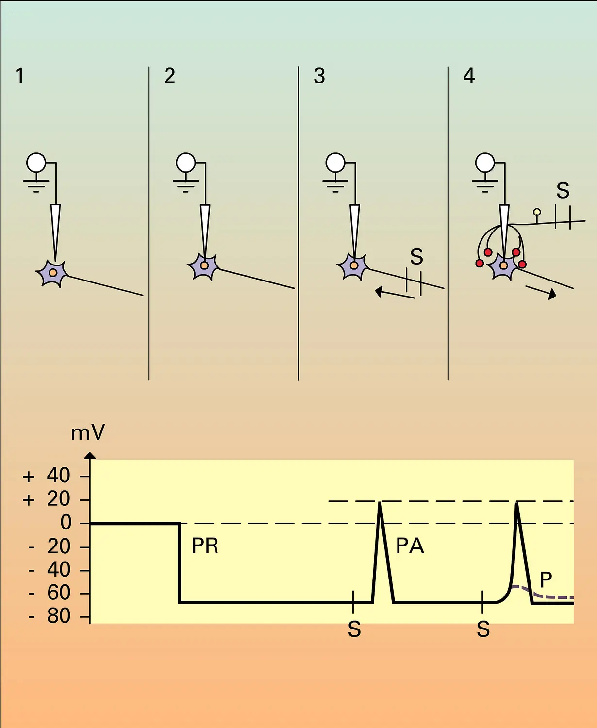 Excitation synaptique