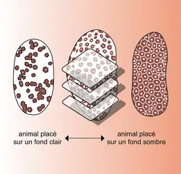 Chromatophores : mécanismes d'expansion - crédits : Encyclopædia Universalis France