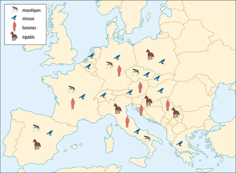 Virus Usutu en Europe