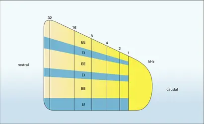 Structure du cortex auditif - crédits : Encyclopædia Universalis France