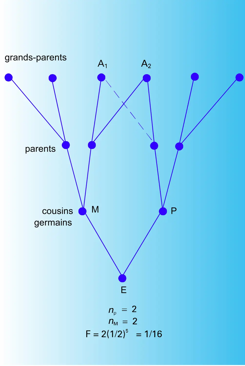 Coefficient de consanguinité - vue 2