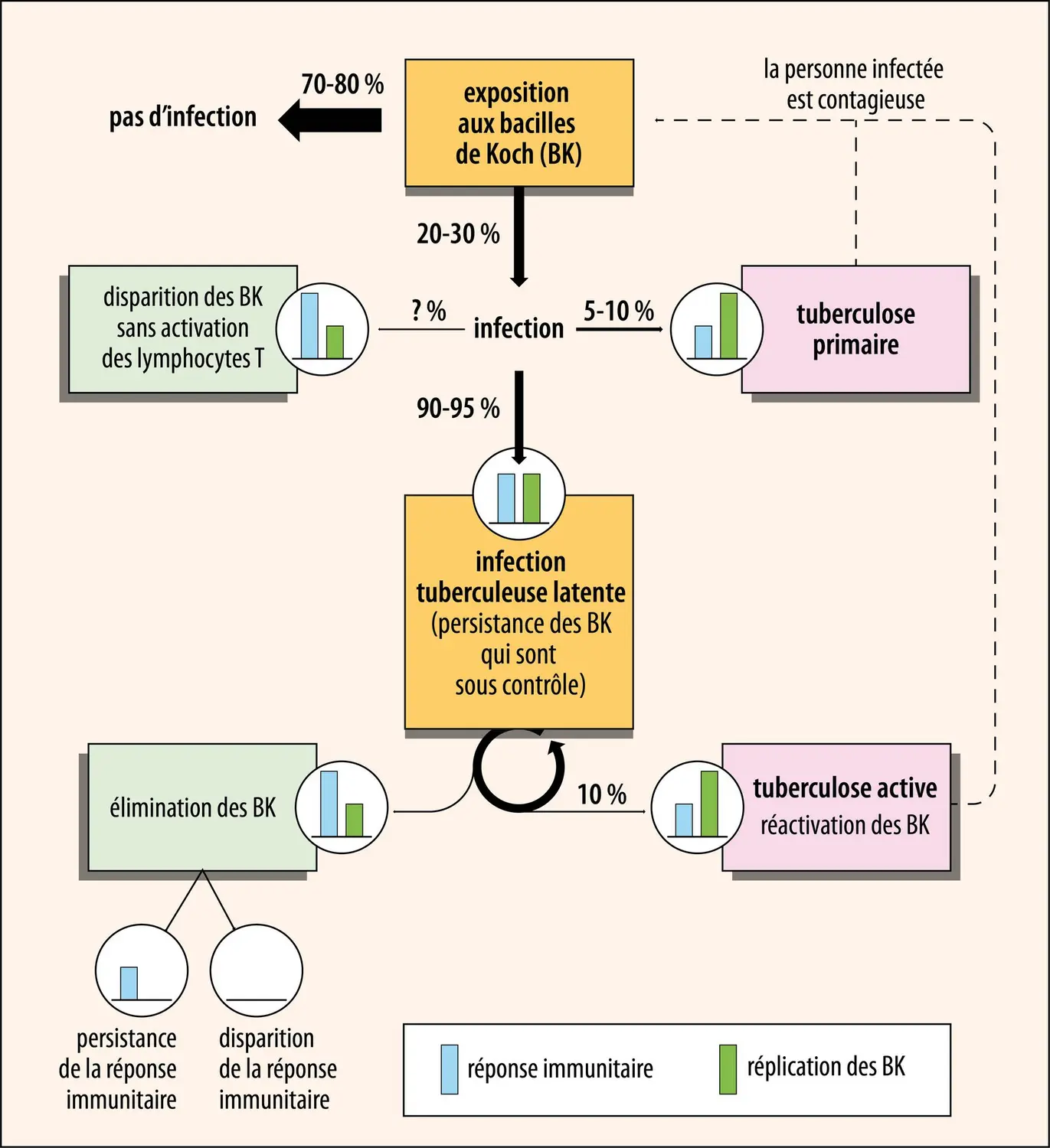 Pathogenèse de l’infection par<em> Mycobacterium tuberculosis </em>