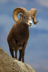 Mouflon du Canada dans le parc national de Jasper, Canada - crédits : Arterra/ Universal Images Group/ Getty Images