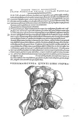 Viscères abdominaux profonds et pelviens de l'homme - crédits : BIU Sante, Paris, côte  : 000302