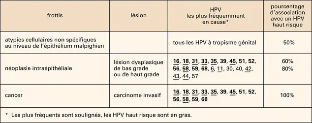 Papillomavirus et lésions du col utérin - crédits : Encyclopædia Universalis France