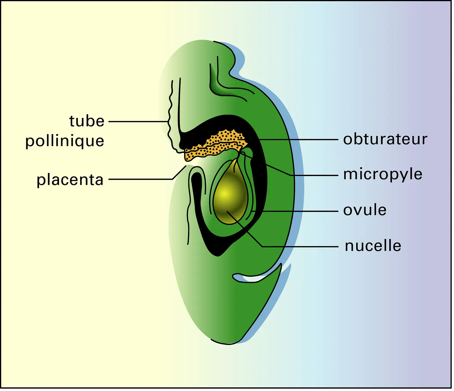 Euphorbiacée (loge ovarienne)