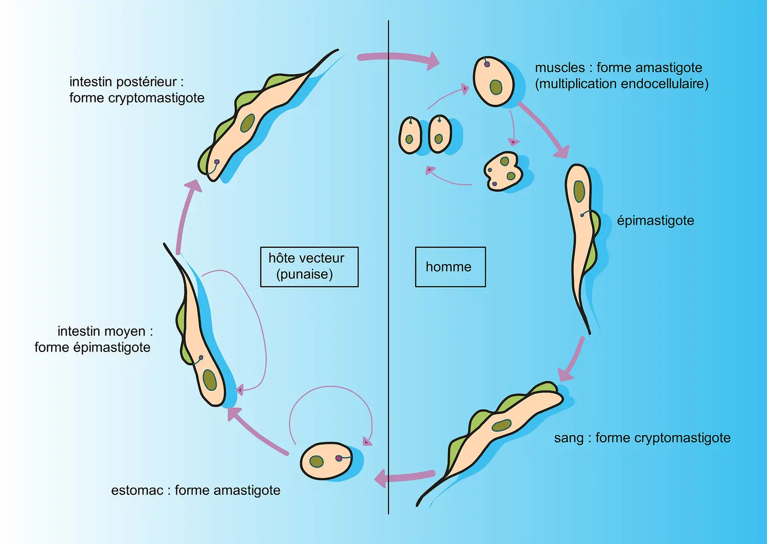 Trypanosoma cruzi