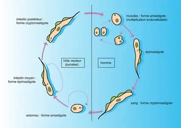 Trypanosoma cruzi - crédits : Encyclopædia Universalis France