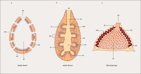 Spongiaires : structure - crédits : Encyclopædia Universalis France