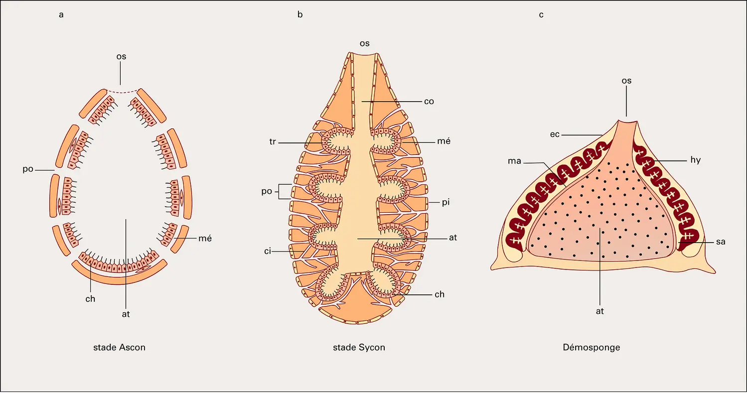 Spongiaires : structure